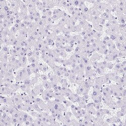 Invitrogen LMOD2 Polyclonal Antibody 100 &mu;L; Unconjugated:Antibodies,