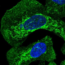 Invitrogen FAM105B Polyclonal Antibody 100 &mu;L; Unconjugated:Antibodies,