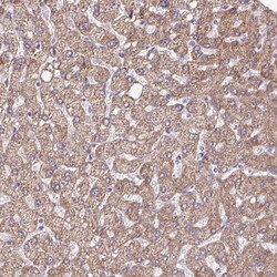 Invitrogen FAM105B Polyclonal Antibody 100 &mu;L; Unconjugated:Antibodies,