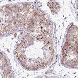 Invitrogen FAM105B Polyclonal Antibody 100 &mu;L; Unconjugated:Antibodies,