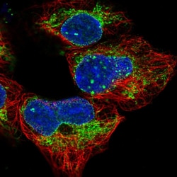 Invitrogen MRPS14 Polyclonal Antibody 100 &mu;L; Unconjugated:Antibodies,
