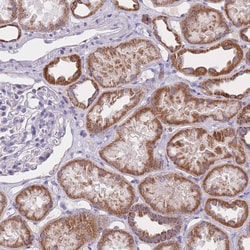 Invitrogen MRPS14 Polyclonal Antibody 100 &mu;L; Unconjugated:Antibodies,