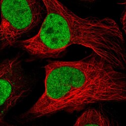 Invitrogen FAM63B Polyclonal Antibody 100 &mu;L; Unconjugated:Antibodies,