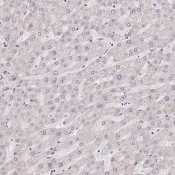 Invitrogen FAM63B Polyclonal Antibody 100 &mu;L; Unconjugated:Antibodies,