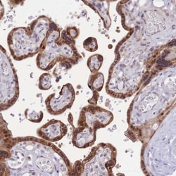 Invitrogen FAM63B Polyclonal Antibody 100 &mu;L; Unconjugated:Antibodies,