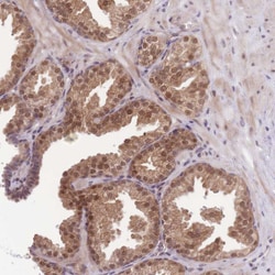 Invitrogen FAM63B Polyclonal Antibody 100 &mu;L; Unconjugated:Antibodies,
