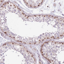 Invitrogen FAM63B Polyclonal Antibody 100 &mu;L; Unconjugated:Antibodies,