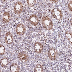 Invitrogen LIN7C Polyclonal Antibody 100 &mu;L; Unconjugated:Antibodies,