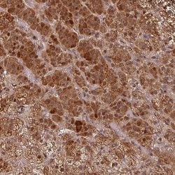 Invitrogen EID1 Polyclonal Antibody 100 &mu;L; Unconjugated:Antibodies,