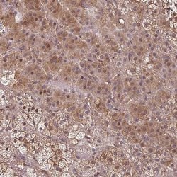 Invitrogen EID1 Polyclonal Antibody 100 &mu;L; Unconjugated:Antibodies,