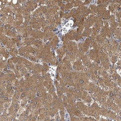 Invitrogen C6orf52 Polyclonal Antibody 100 &mu;L; Unconjugated:Antibodies,