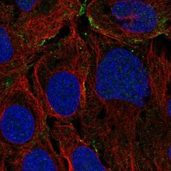 Invitrogen KANK3 Polyclonal Antibody 100 &mu;L; Unconjugated:Antibodies,