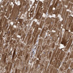 Invitrogen KANK3 Polyclonal Antibody 100 &mu;L; Unconjugated:Antibodies,