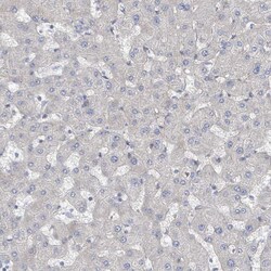 Invitrogen KANK3 Polyclonal Antibody 100 &mu;L; Unconjugated:Antibodies,
