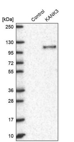 Invitrogen KANK3 Polyclonal Antibody 100 &mu;L; Unconjugated:Antibodies,
