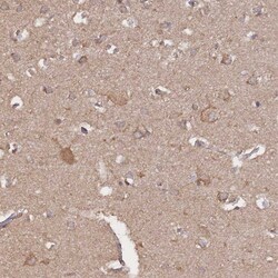 Invitrogen Meteorin Polyclonal Antibody 100 &mu;L; Unconjugated:Antibodies,