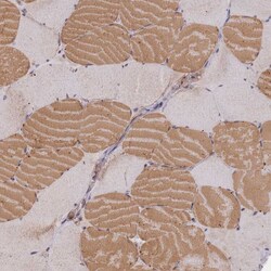 Invitrogen Meteorin Polyclonal Antibody 100 &mu;L; Unconjugated:Antibodies,