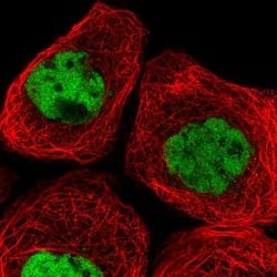 Invitrogen GINS1 Polyclonal Antibody 100 &mu;L; Unconjugated:Antibodies,