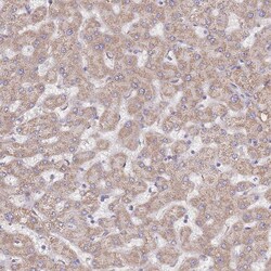 KIF16B Polyclonal Antibody:Antibodies, Polyclonal