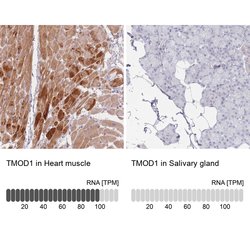 Invitrogen TMOD1 Polyclonal Antibody 100 &mu;L; Unconjugated:Antibodies,
