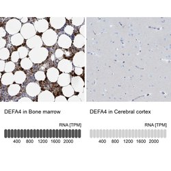 Invitrogen DEFA4 Polyclonal Antibody 100 &mu;L; Unconjugated:Antibodies,
