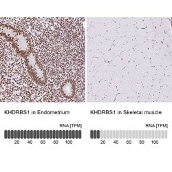 Invitrogen SAM68 Polyclonal Antibody 100 &mu;L; Unconjugated:Antibodies,