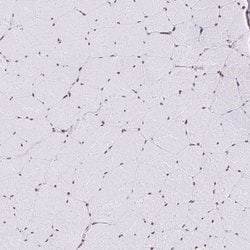 Invitrogen SAM68 Polyclonal Antibody 100 &mu;L; Unconjugated:Antibodies,