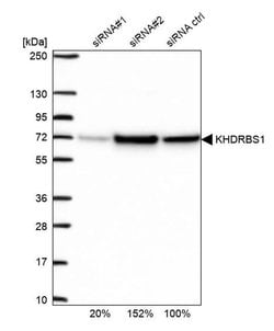 Invitrogen SAM68 Polyclonal Antibody 100 &mu;L; Unconjugated:Antibodies,