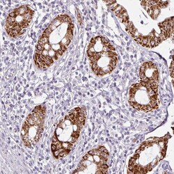 Invitrogen ANKRD18A Polyclonal Antibody 100 &mu;L; Unconjugated:Antibodies,