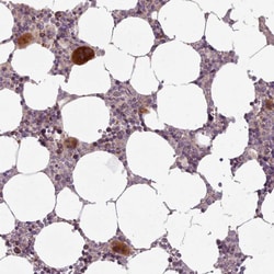 Invitrogen LAPTM5 Polyclonal Antibody 100 &mu;L; Unconjugated:Antibodies,