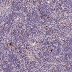 Invitrogen LAPTM5 Polyclonal Antibody 100 &mu;L; Unconjugated:Antibodies,