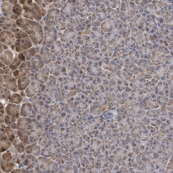 Invitrogen MTMR12 Polyclonal Antibody 100 &mu;L; Unconjugated:Antibodies,