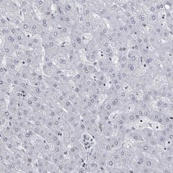 Invitrogen DHX16 Polyclonal Antibody 100 &mu;L; Unconjugated:Antibodies,
