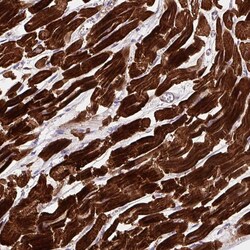 Invitrogen DHFRL1 Polyclonal Antibody 100 &mu;L; Unconjugated:Antibodies,