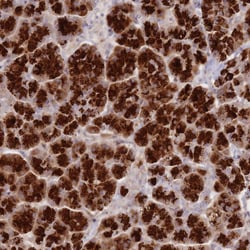 Invitrogen ATP5G2 Polyclonal Antibody 100 &mu;L; Unconjugated:Antibodies,