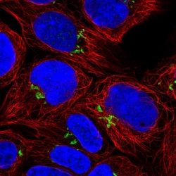 Invitrogen PDXDC1 Polyclonal Antibody 100 &mu;L; Unconjugated:Antibodies,