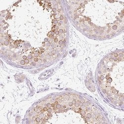 Invitrogen PDXDC1 Polyclonal Antibody 100 &mu;L; Unconjugated:Antibodies,