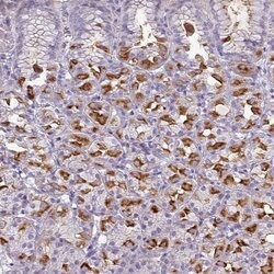 Invitrogen SLC26A9 Polyclonal Antibody 100 &mu;L; Unconjugated:Antibodies,