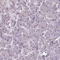 Invitrogen SLC26A9 Polyclonal Antibody 100 &mu;L; Unconjugated:Antibodies,