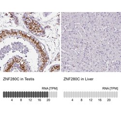 Invitrogen ZNF280C Polyclonal Antibody 100 &mu;L; Unconjugated:Antibodies,
