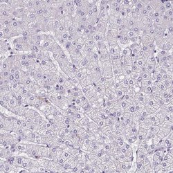 Invitrogen ZNF280C Polyclonal Antibody 100 &mu;L; Unconjugated:Antibodies,