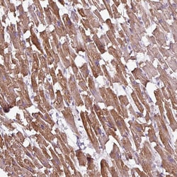 Invitrogen BTN2A2 Polyclonal Antibody 100 &mu;L; Unconjugated:Antibodies,