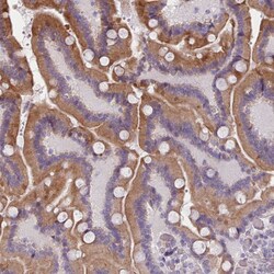 Invitrogen PLD4 Polyclonal Antibody 100 &mu;L; Unconjugated:Antibodies,