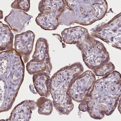 Invitrogen PLD4 Polyclonal Antibody 100 &mu;L; Unconjugated:Antibodies,