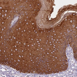 Invitrogen PLD4 Polyclonal Antibody 100 &mu;L; Unconjugated:Antibodies,
