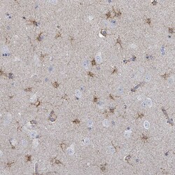 Invitrogen C18orf19 Polyclonal Antibody 100 &mu;L; Unconjugated:Antibodies,