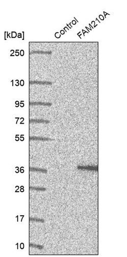 Invitrogen C18orf19 Polyclonal Antibody 100 &mu;L; Unconjugated:Antibodies,