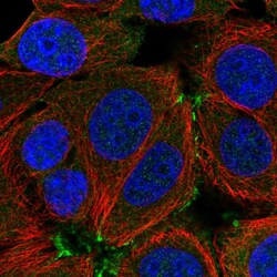 Invitrogen SHROOM2 Polyclonal Antibody 100 &mu;L; Unconjugated:Antibodies,