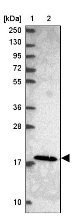 Invitrogen MRPL21 Polyclonal Antibody 100 &mu;L; Unconjugated:Antibodies,