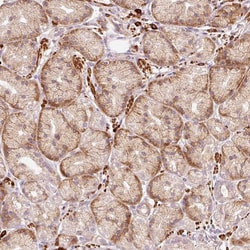 Invitrogen RANBP2 Polyclonal Antibody 100 &mu;L; Unconjugated:Antibodies,